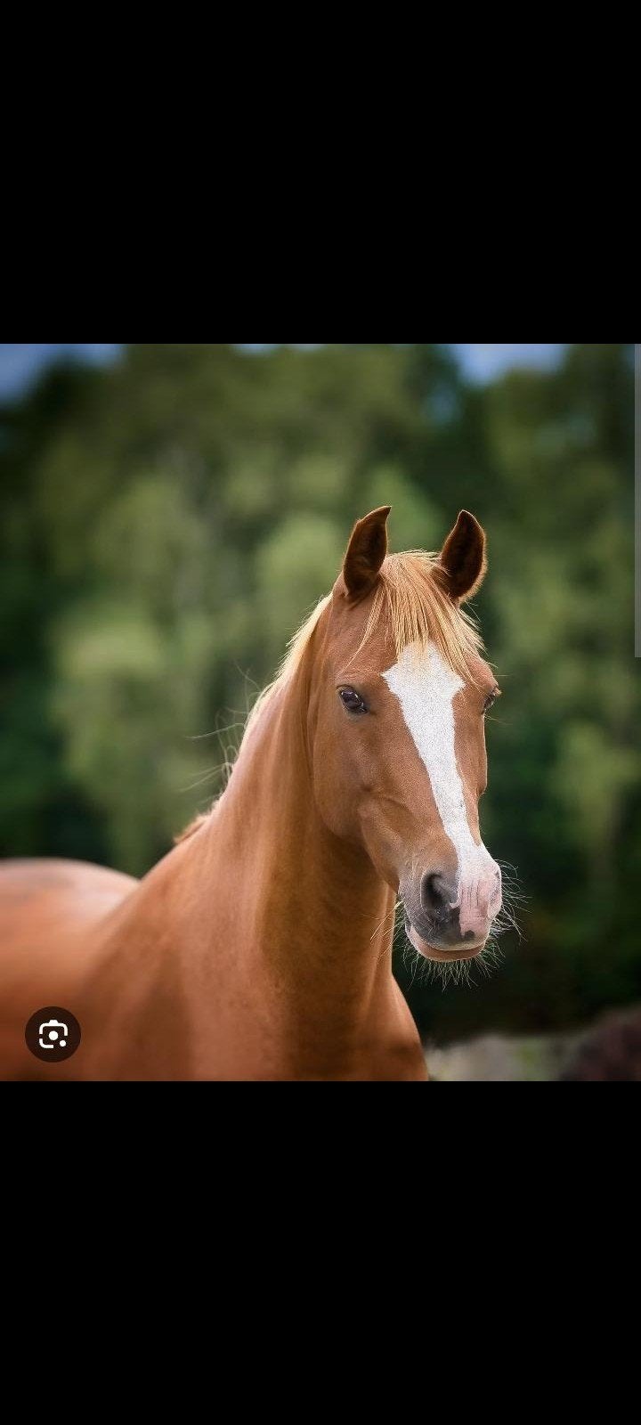 Opzoek naar paarden stalling, Dieren en Toebehoren, Stalling en Weidegang, Stalling