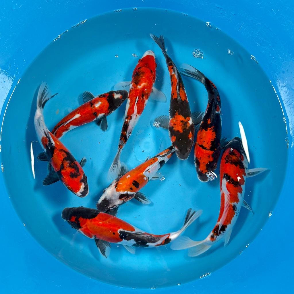 Showa / Doitsu Showa | Tosai | Kawakami \ 20-26 cm, Karper of Koi