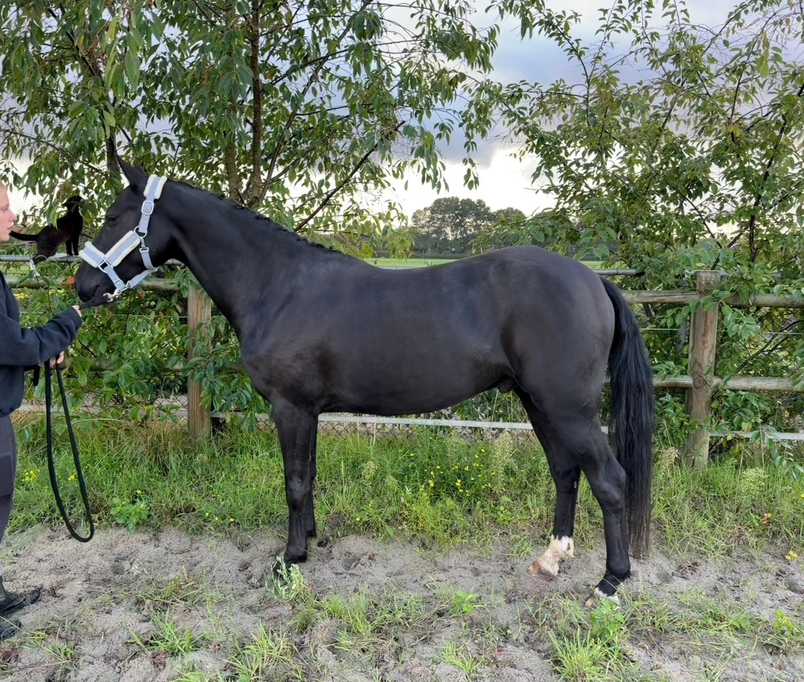 Veelbelovende D-pony, Dieren en Toebehoren, Ruin, 3 tot 6 jaar