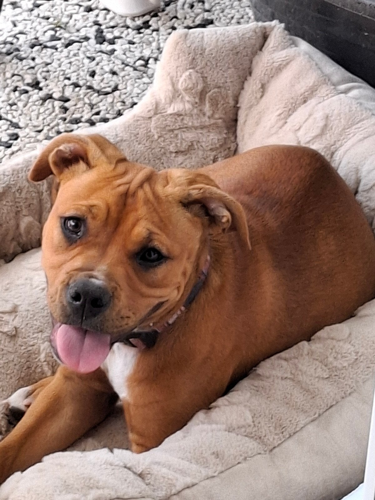 Old englisch bulldog pup teefje 4 maandjes, Dieren en Toebehoren, Honden | Bulldogs, Pinschers en Molossers, 15 weken tot 1 jaar