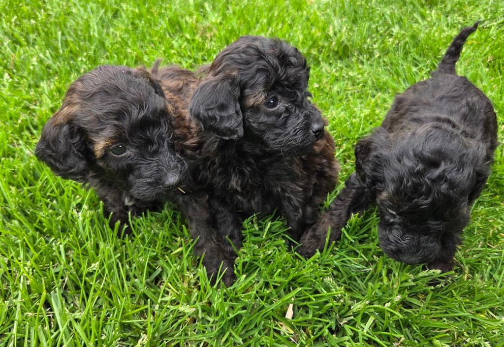 Labradoodle pups mini bruin/zwart gemêleerd, Dieren en Toebehoren, Honden | Retrievers, Spaniëls en Waterhonden, Parvo, Overige rassen