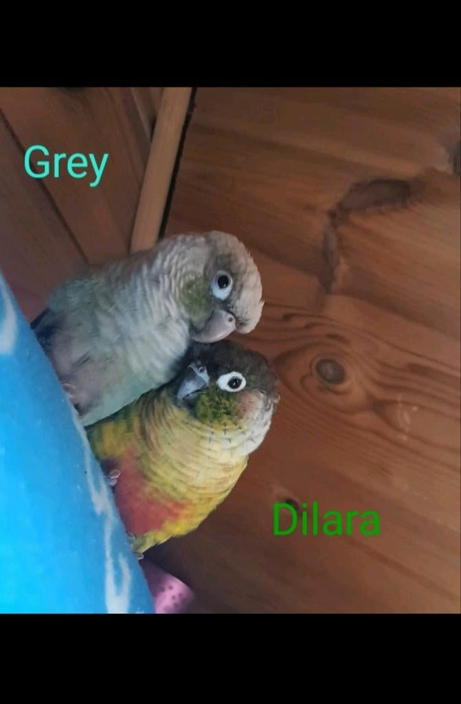 Gezocht: nieuwe eigenaar met een liefdevol en stabiel huis, Dieren en Toebehoren, Vogels | Parkieten en Papegaaien, Meerdere dieren