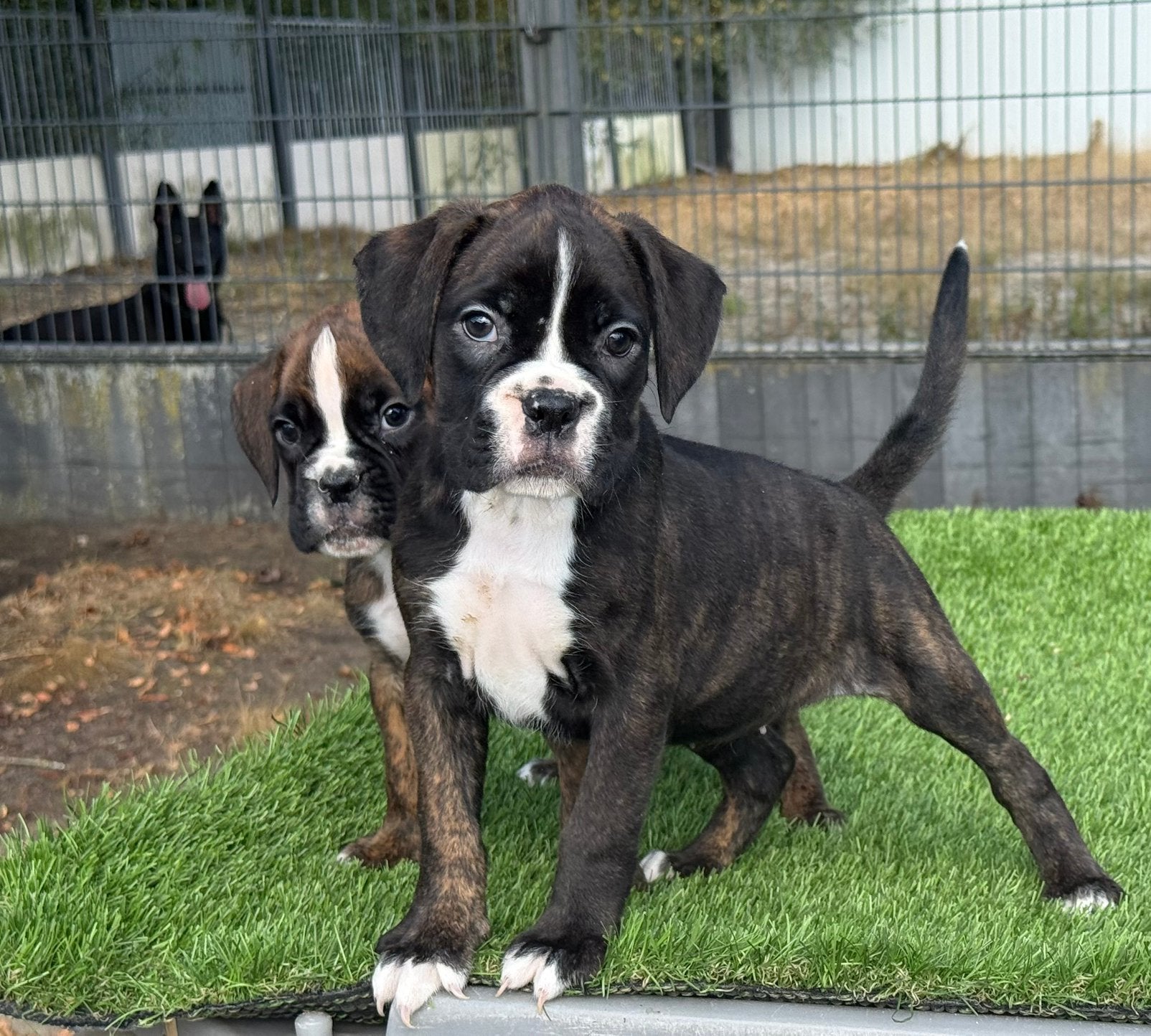 Te koop mooie Boxer pups, Dieren en Toebehoren, Nederland, Overige rassen, 8 tot 15 weken, Meerdere