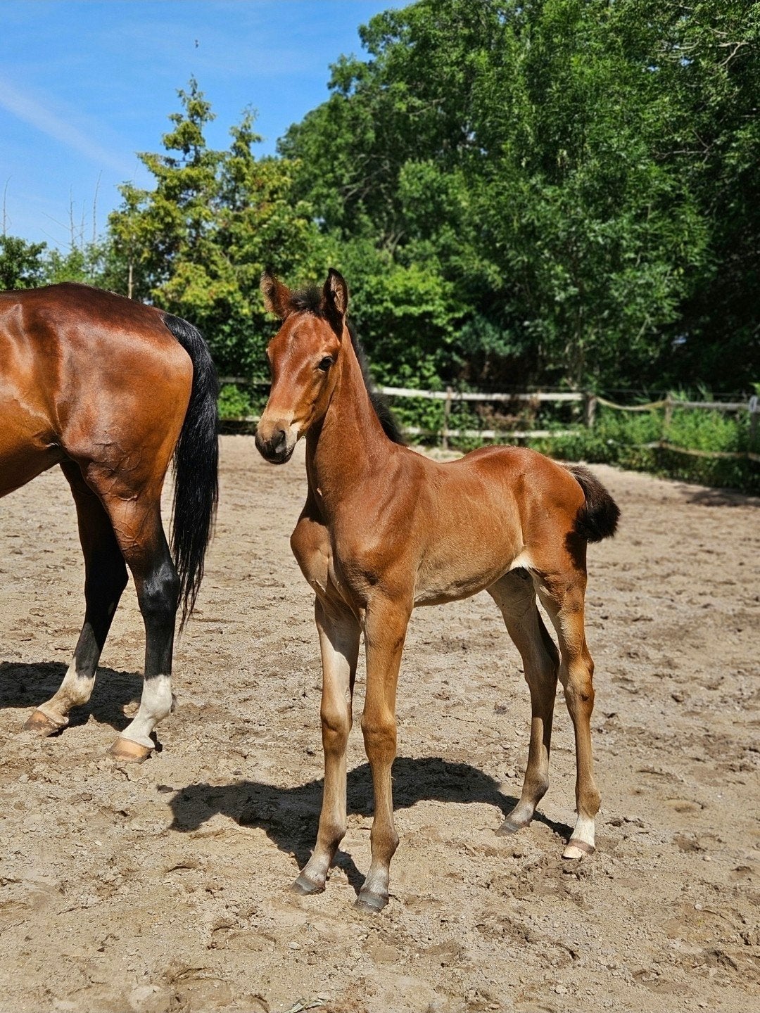 Luxe hengstveulen, Dieren en Toebehoren, Merrie, Minder dan 160 cm, Dressuurpaard, 0 tot 2 jaar