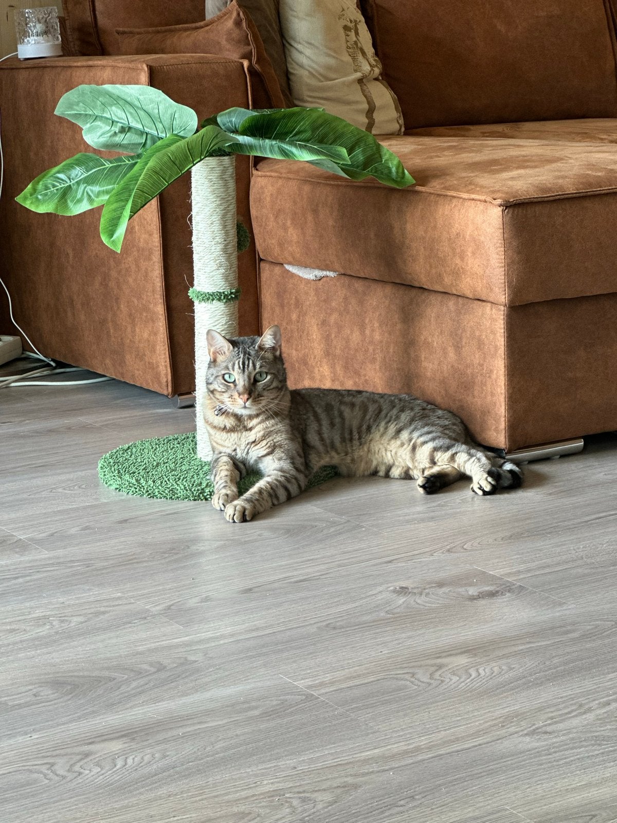 Bengaalse kat zoekt een nieuw thuis, Kater