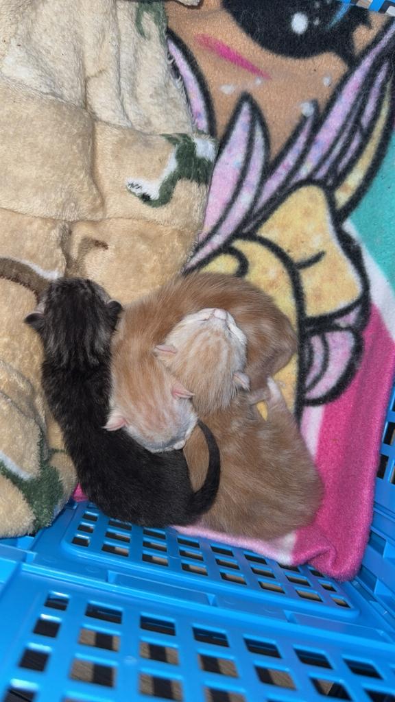 Maincoon kittens, Geslacht onbekend, Ontwormd, 0 tot 2 jaar
