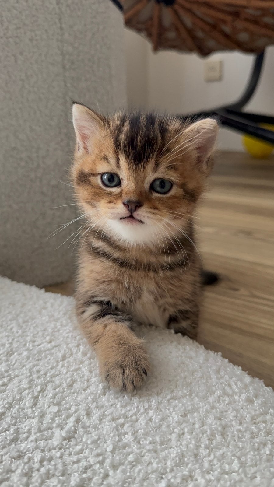 Twee Britse Korthaar kittens, Geslacht onbekend, Kortharig, 0 tot 2 jaar