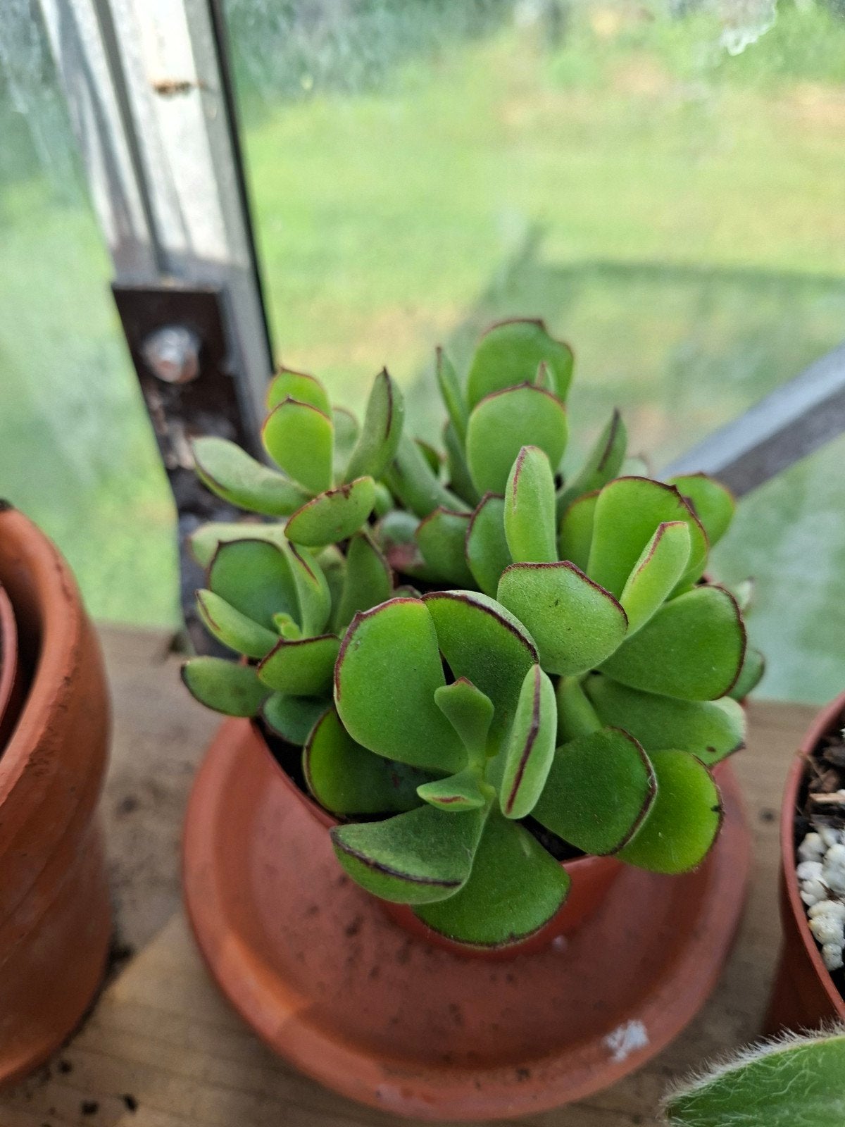 cotyledon woodii, Ophalen of Verzenden, Halfschaduw, Minder dan 100 cm