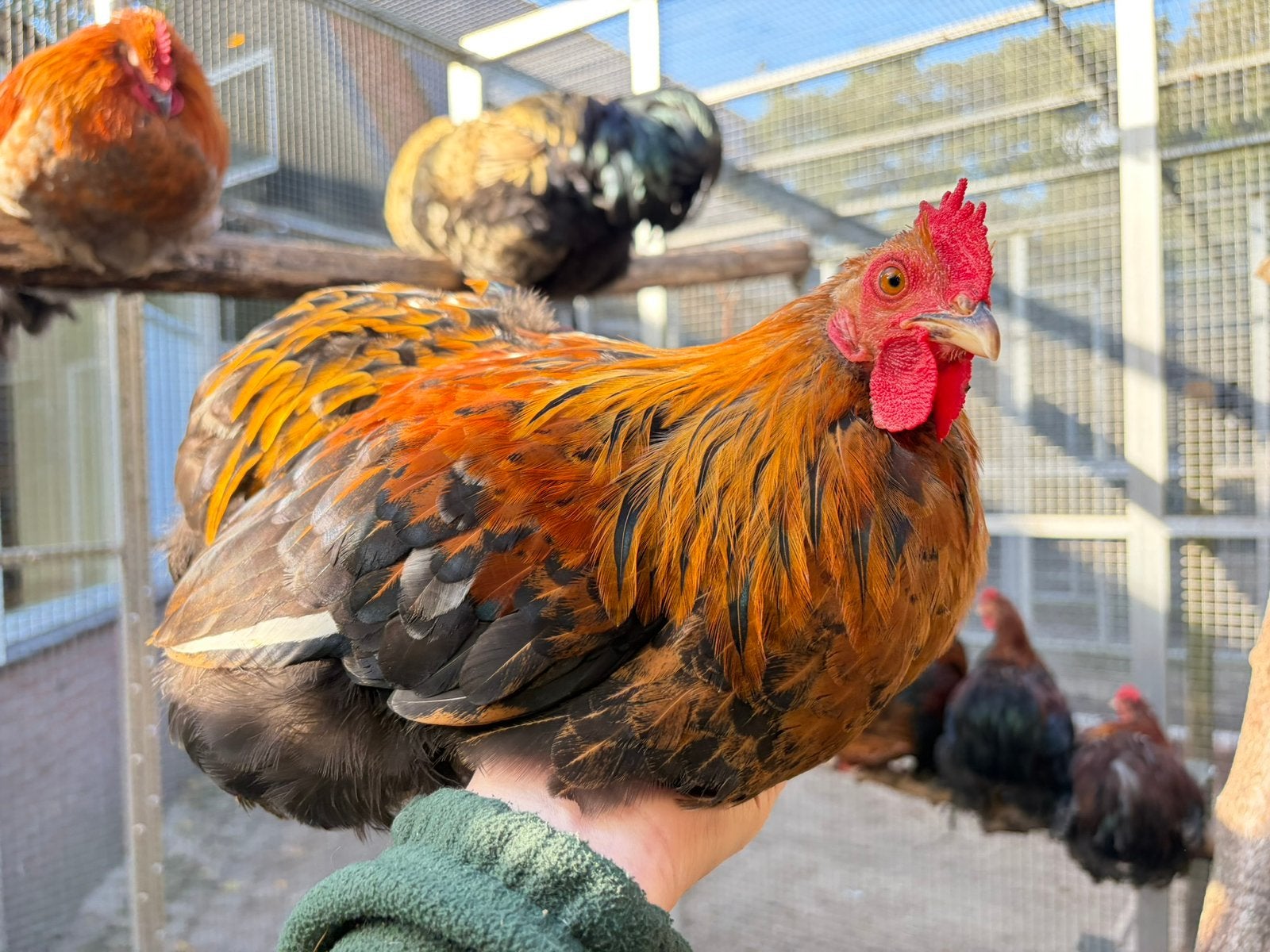 Jess, tamme cochin kriel haan, Dieren en Toebehoren, Mannelijk, Kip