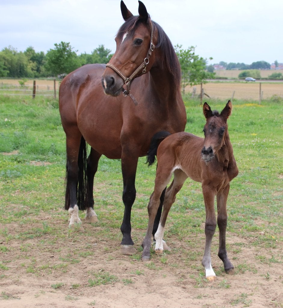 Fokmerrie met Top Afstamming , Stermerrie, Dieren en Toebehoren, Merrie, Met stamboom, Niet van toepassing, Dressuurpaard
