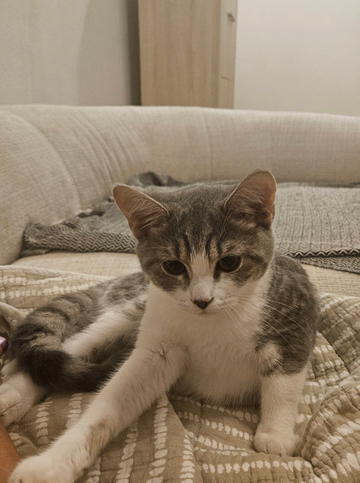kitten van 5 manden MOET NU WEG, Kater, 0 tot 2 jaar