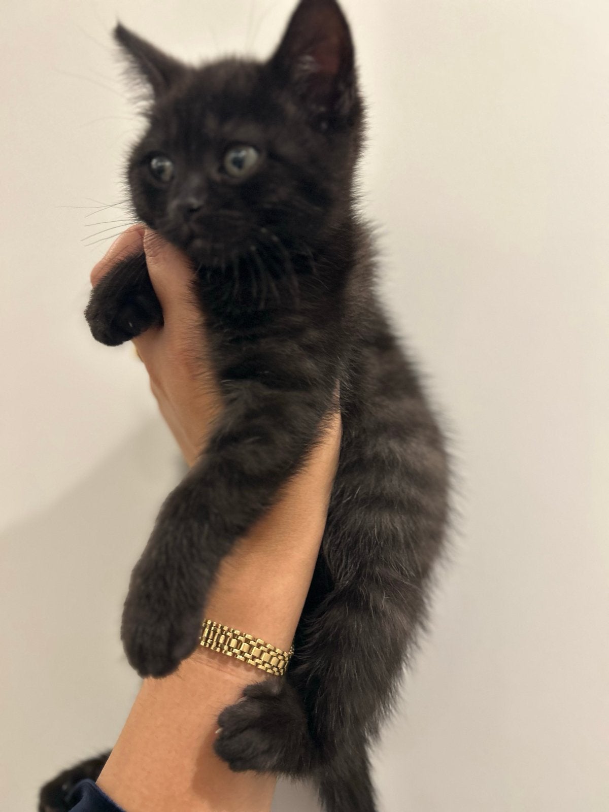 Prachtige, lieve kitten – mama Britse korthaar, Poes