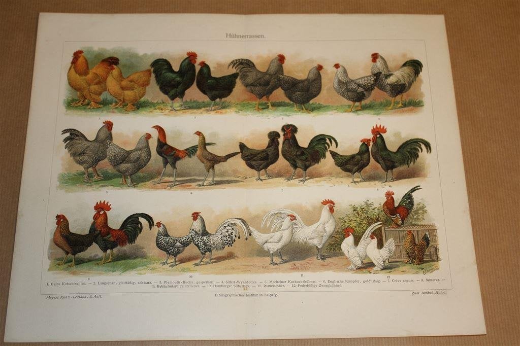 Antieke kleurenlitho - Kippen rassen - Circa 1900 !!, Ophalen of Verzenden