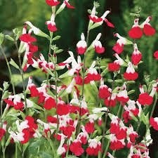 Te Koop ; Supermooie Salvia "Hot Lips" planten in pot, Volle zon, Vaste plant, Zomer, Ophalen