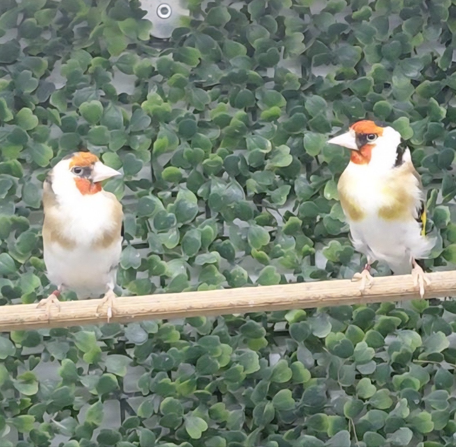 Koppel majoor putters, Meerdere dieren, Wildzangvogel