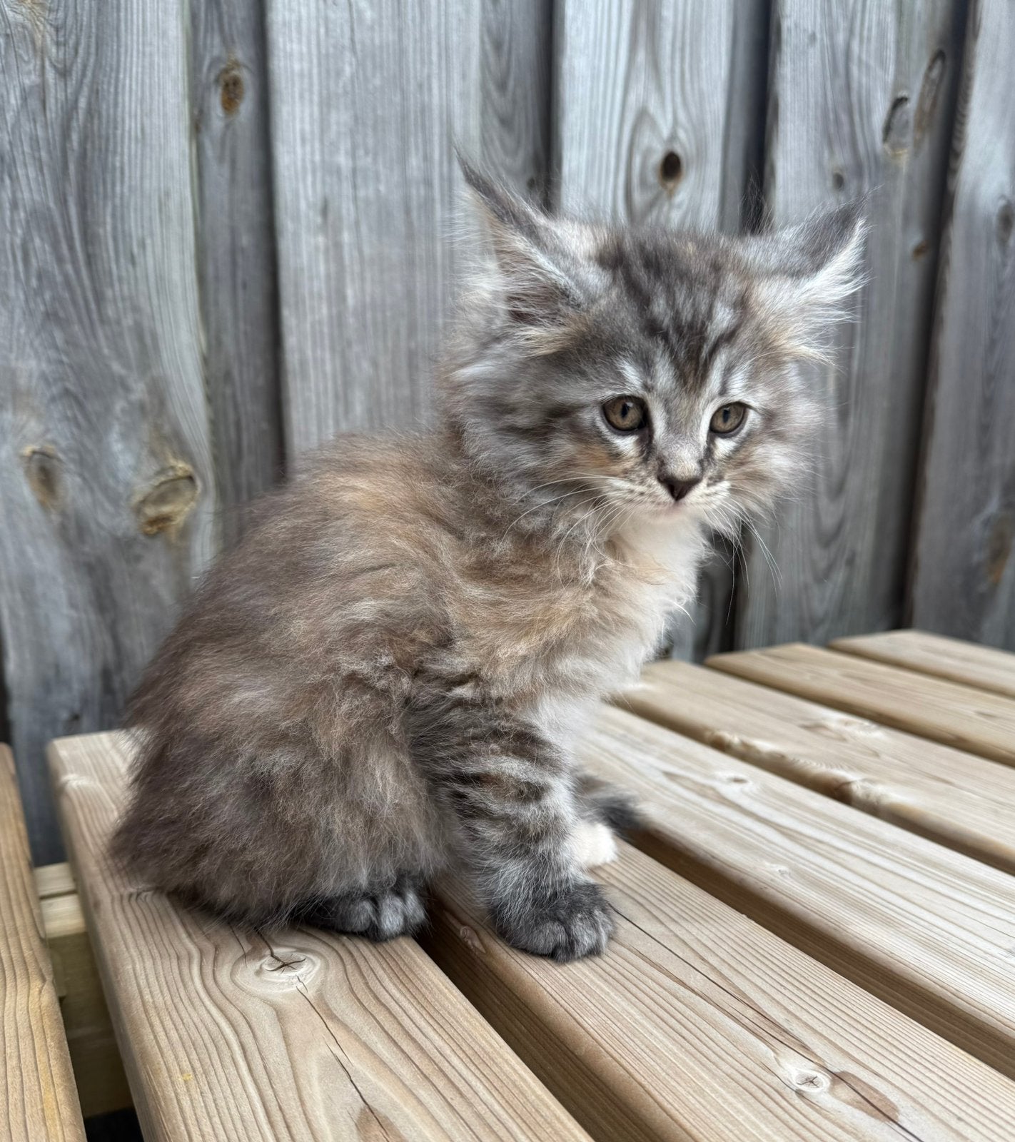 Maine Coon kittens, Meerdere dieren, Gechipt, 0 tot 2 jaar