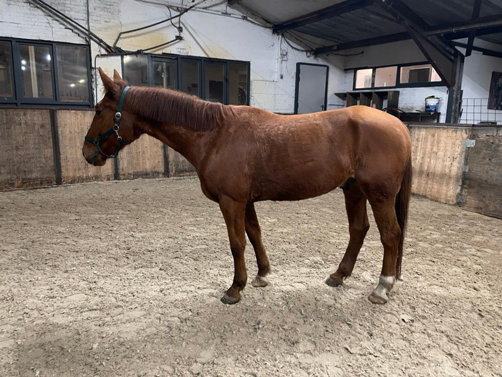 Franse draver ruin (rijpaard) te koop, Dieren en Toebehoren, Paarden, Ruin, Recreatiepaard