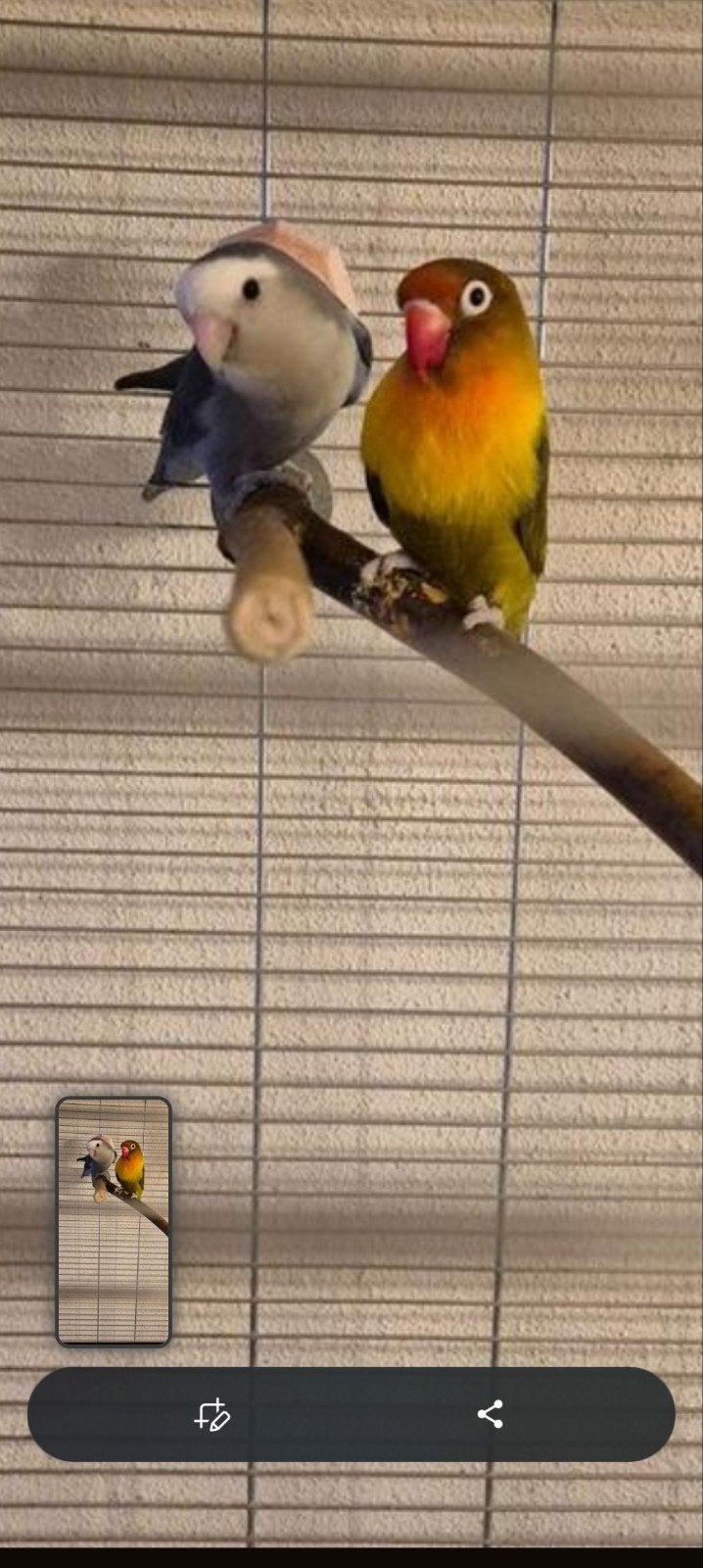 Agapornis, Dieren en Toebehoren, Vogels | Parkieten en Papegaaien, Meerdere dieren, Dwergpapegaai of Agapornis