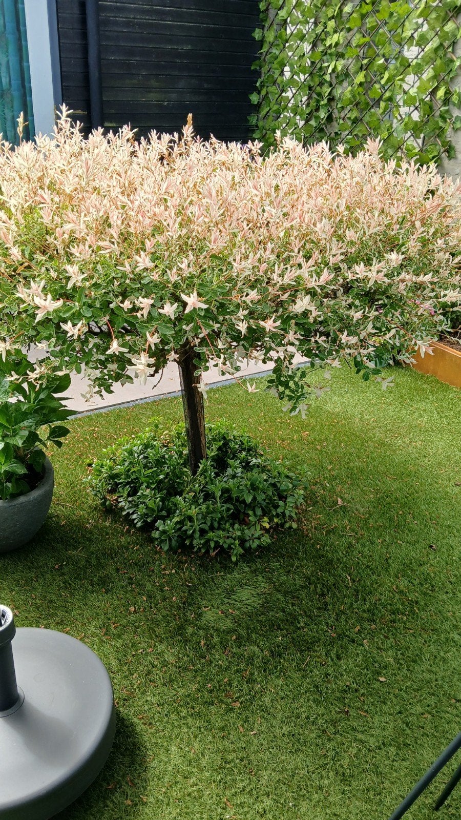 Salix integra 'Hakuro-nishiki' - Bonte Wilg op stam, Ophalen