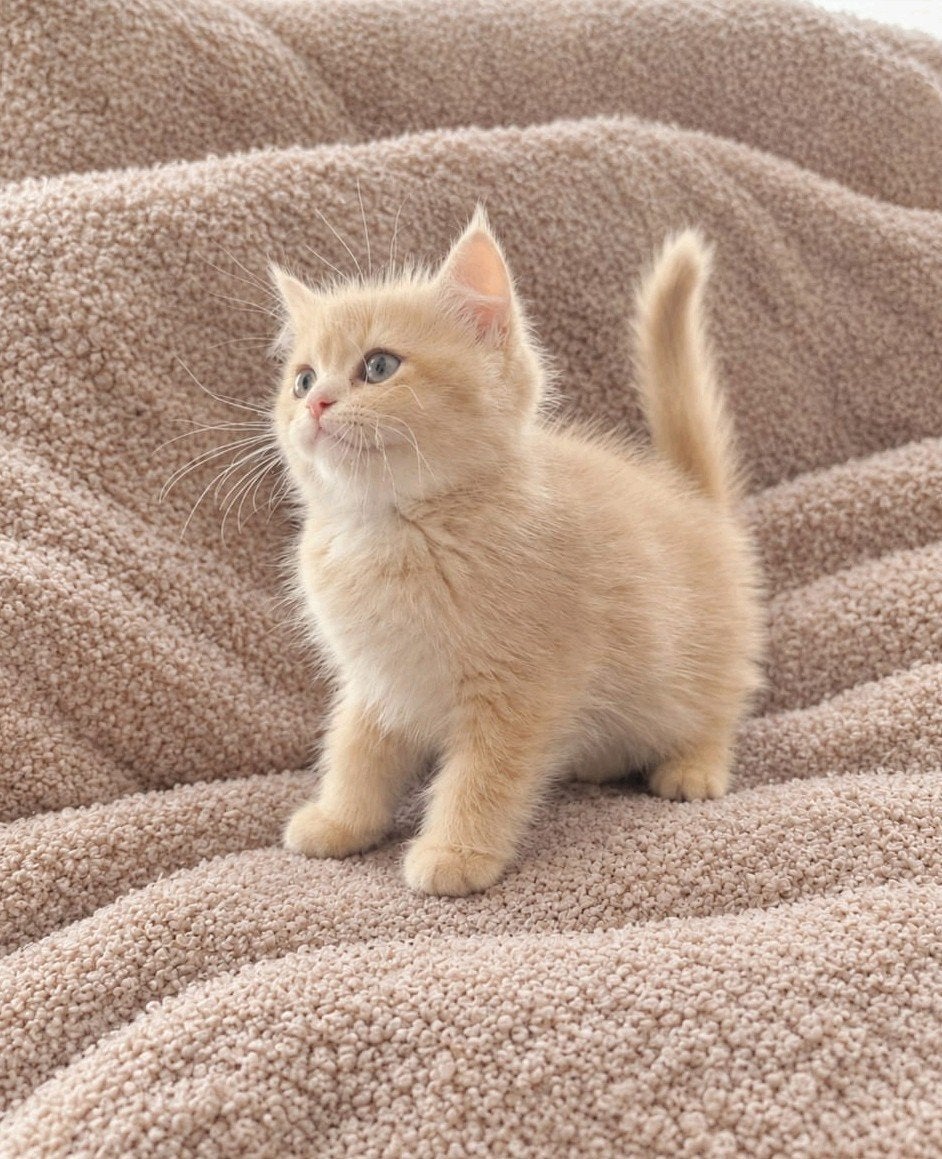 britse korthaar kittens, Meerdere dieren, Ontwormd, 0 tot 2 jaar