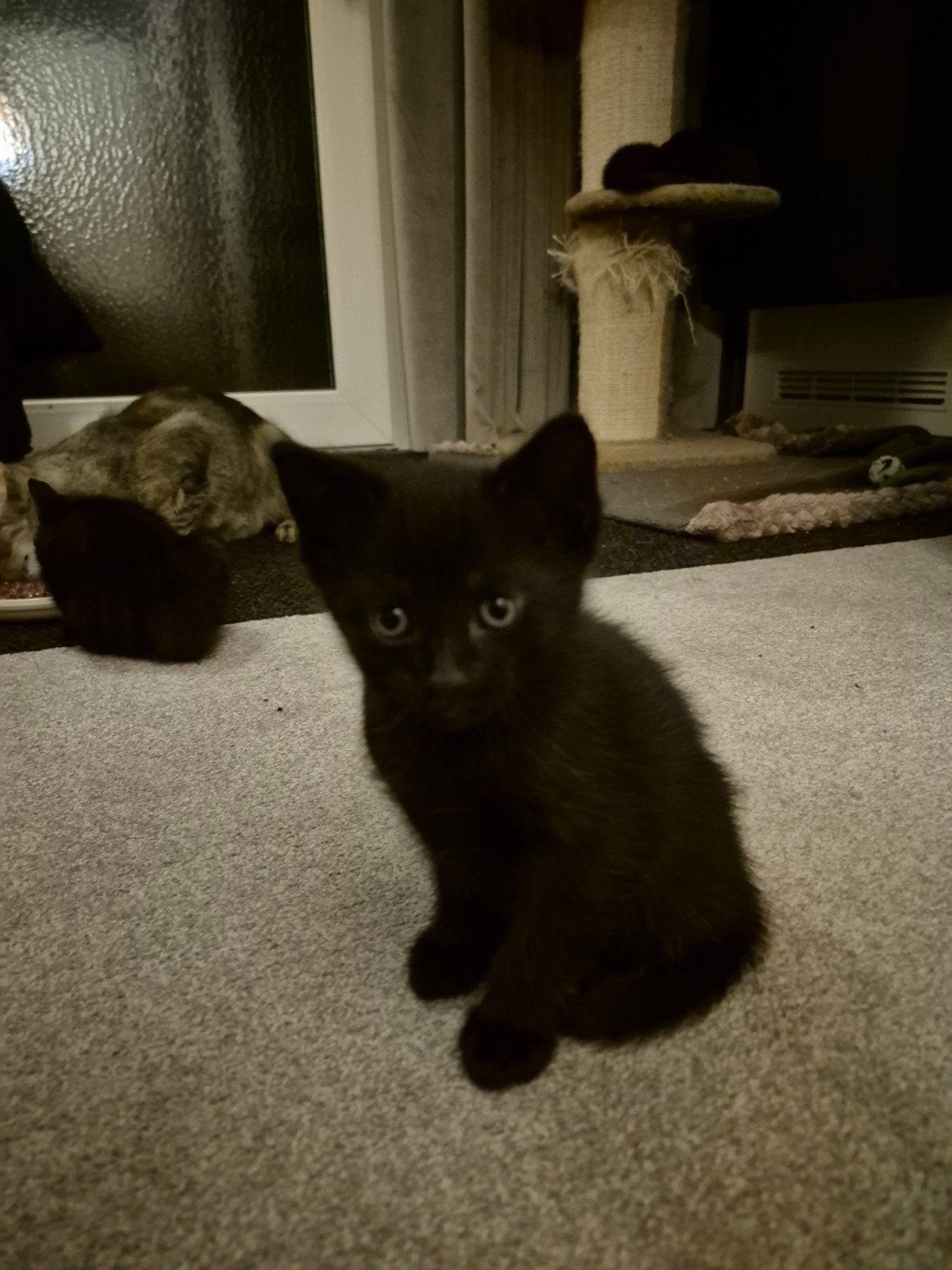 Nog 1 prachtige zwarte kitten( vrouwtje), Dieren en Toebehoren, Katten en Kittens | Overige Katten, Kortharig, 0 tot 2 jaar