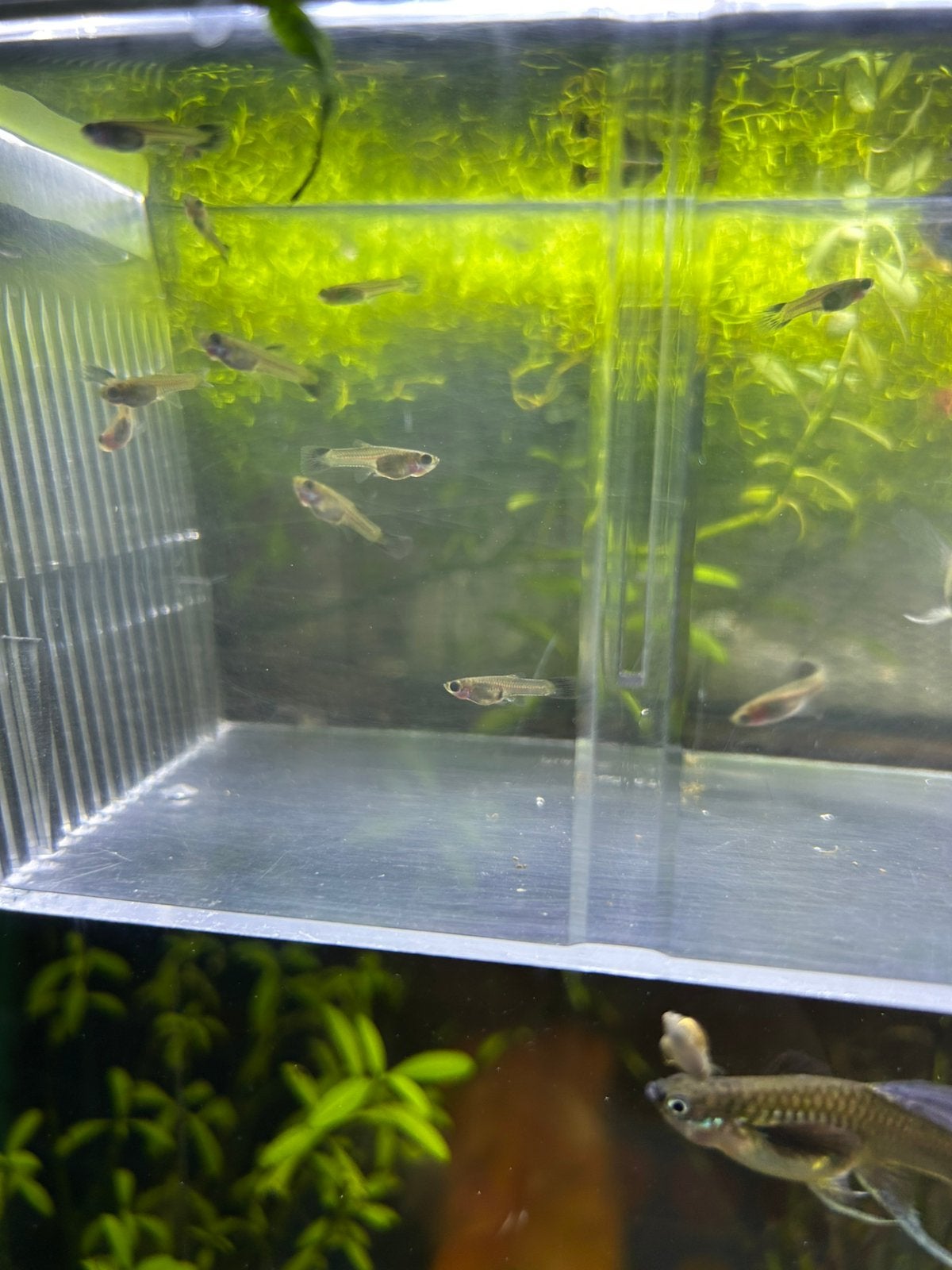 Jonge guppen, Dieren en Toebehoren, Vis