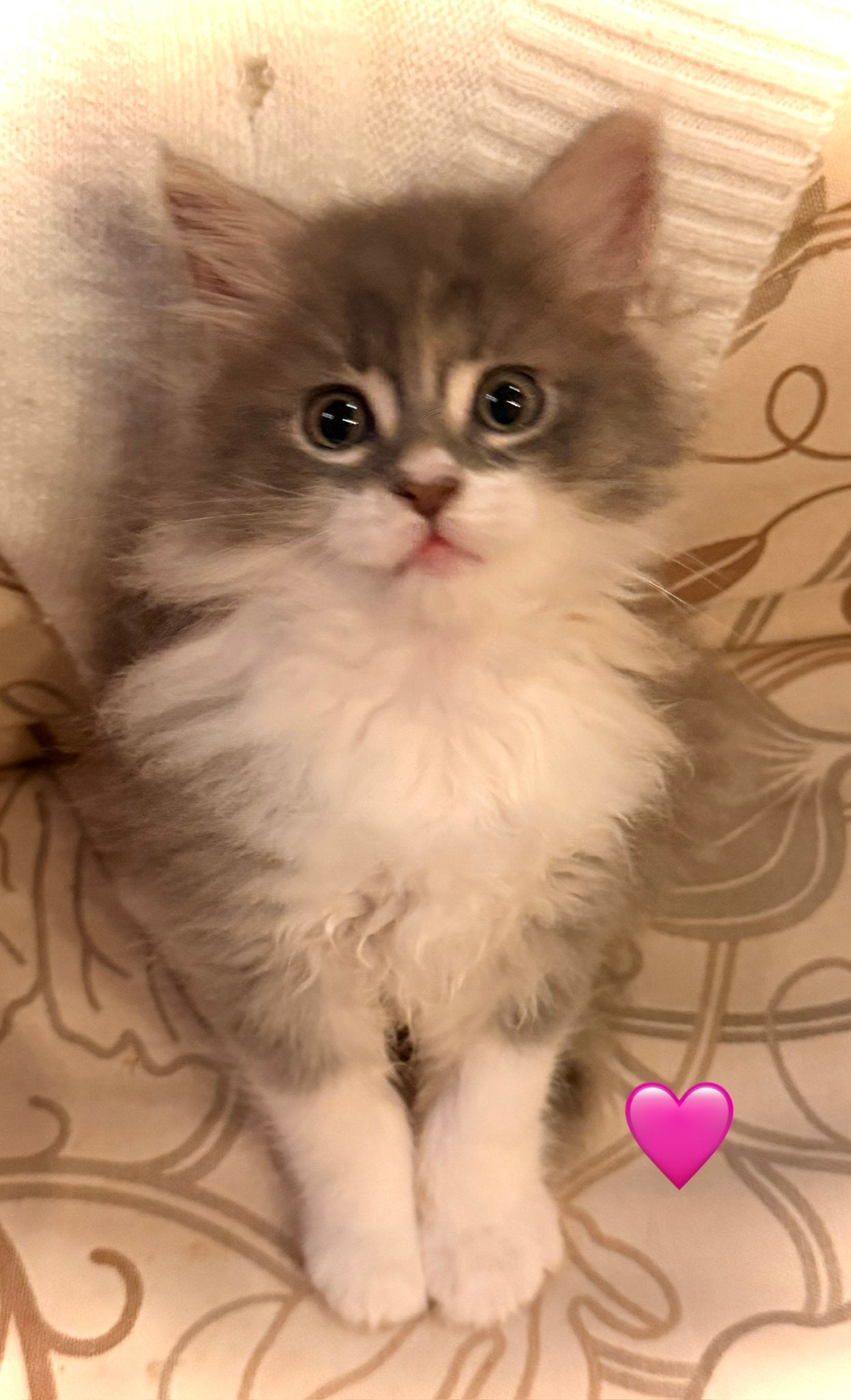 Zeer schattige Main Coon kittens, Meerdere dieren, Ontwormd, 0 tot 2 jaar