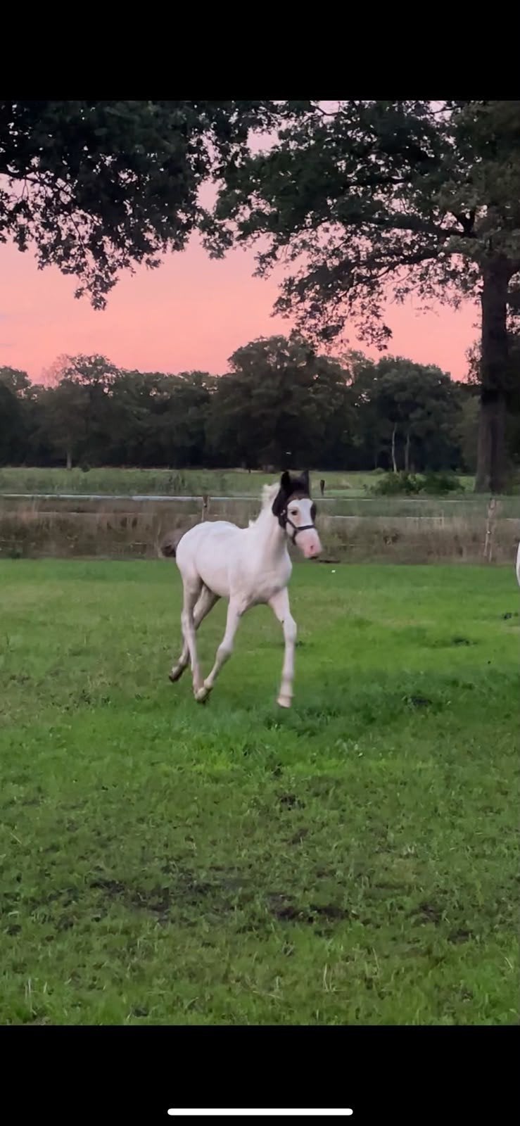 Te koop,  mooie bont D pony merrieveulen., Merrie