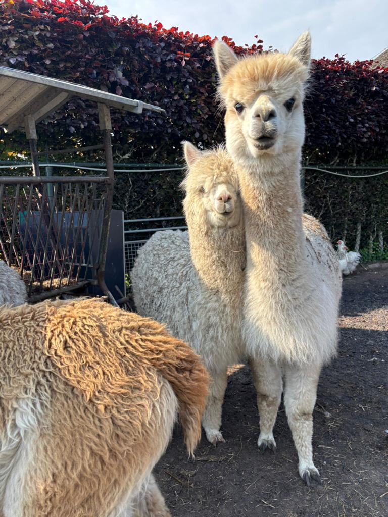 Alpaca’s te koop hengstjes, merrie’s en drachtige merries., Januari, Vrouwelijk