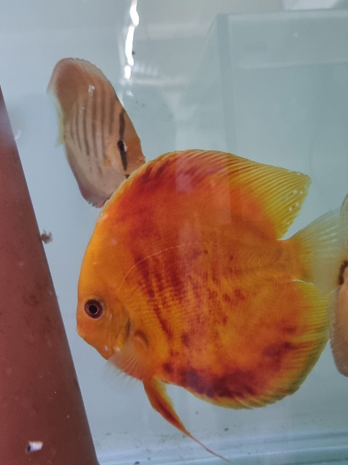 mooie Aziatische discus vissen, Vis