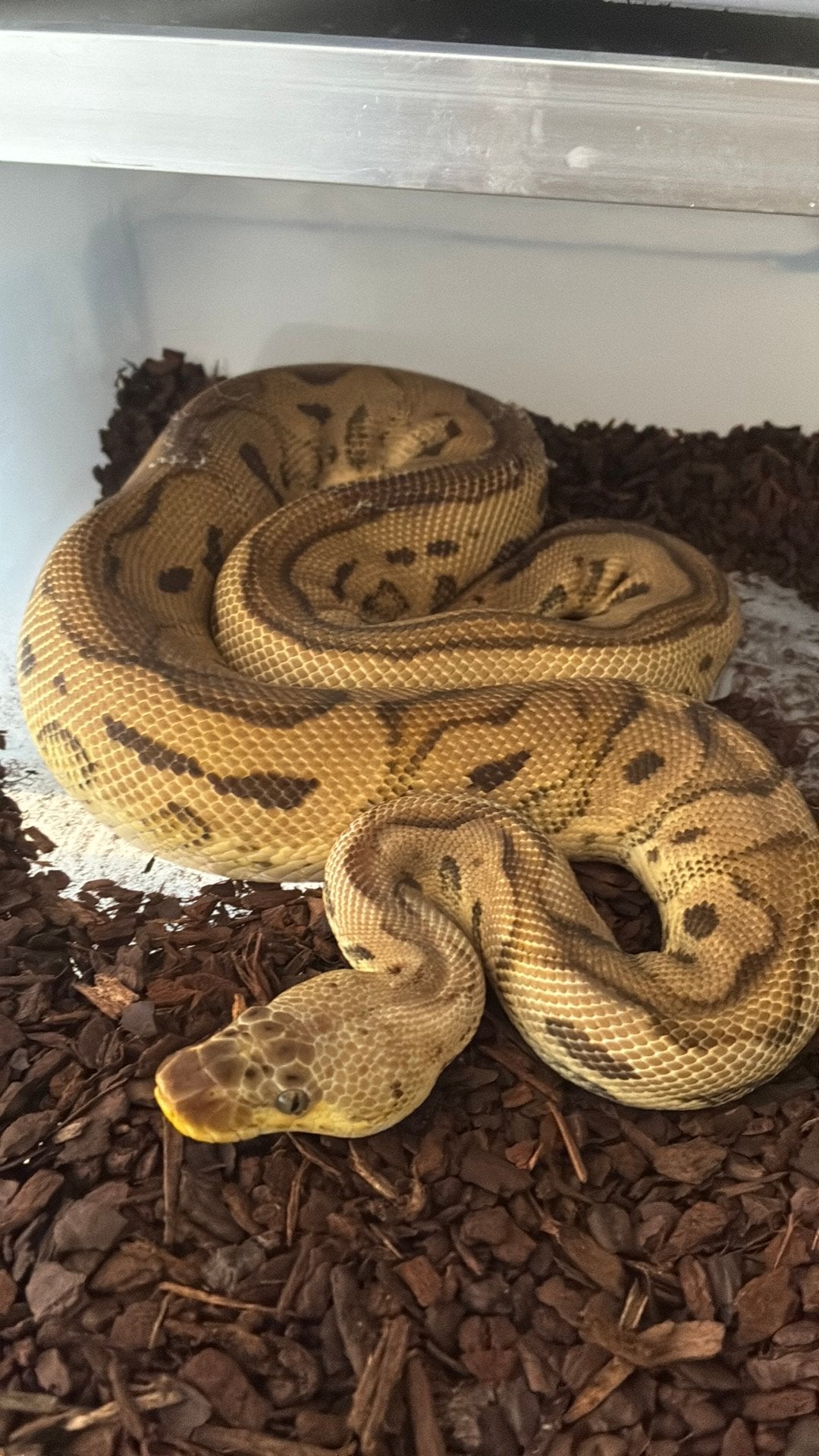 Ball python regius