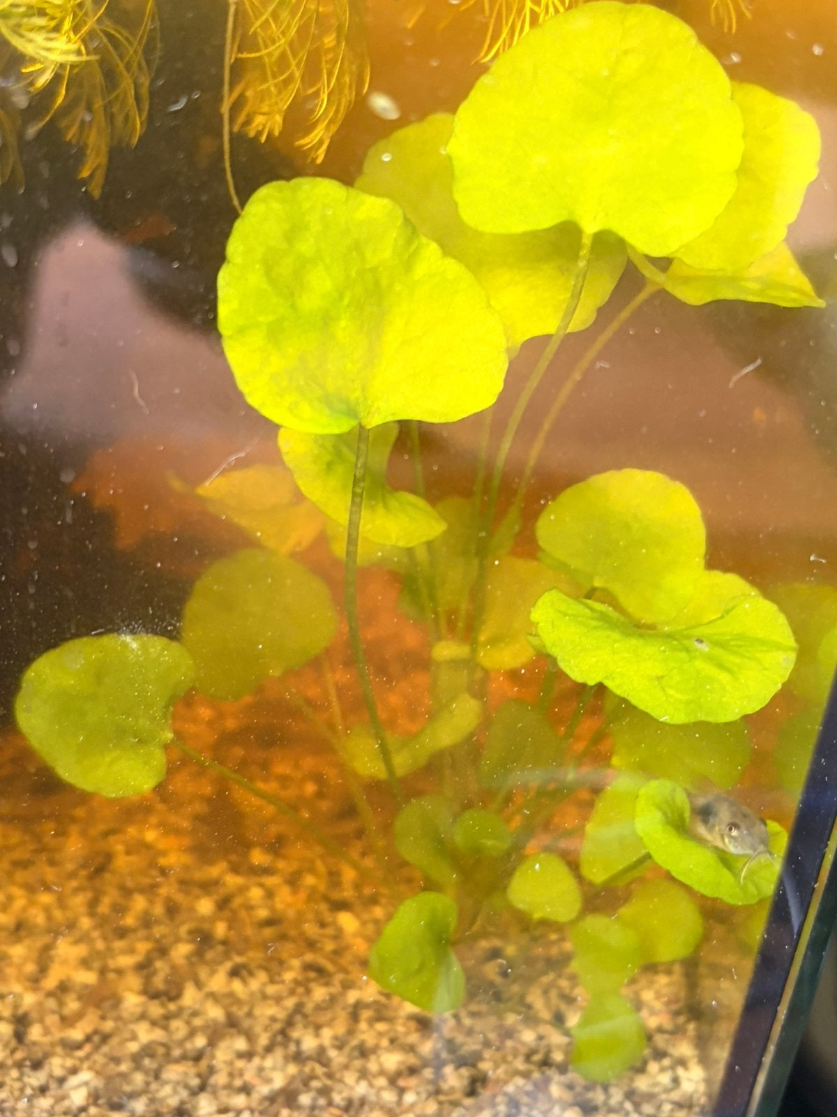 Aquarium waterplanten, Braziliaanse klimop, Vis