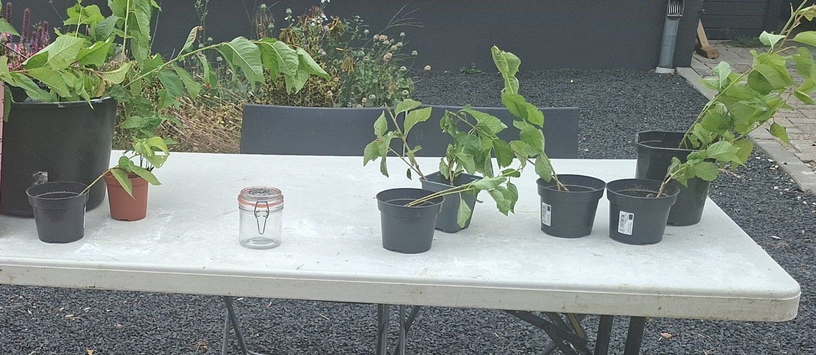 Kersenboom stekjes, Ophalen of Verzenden, Rond, Minder dan 30 cm
