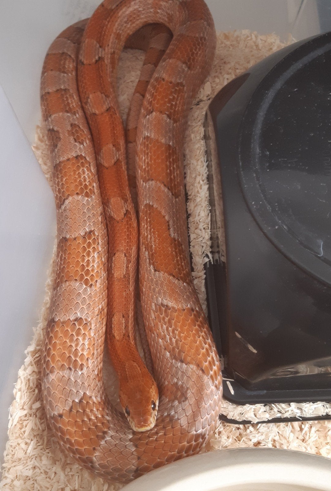 Rattenslang 1.0 Kastanie Rat Snake - male for sale from Snake Lady