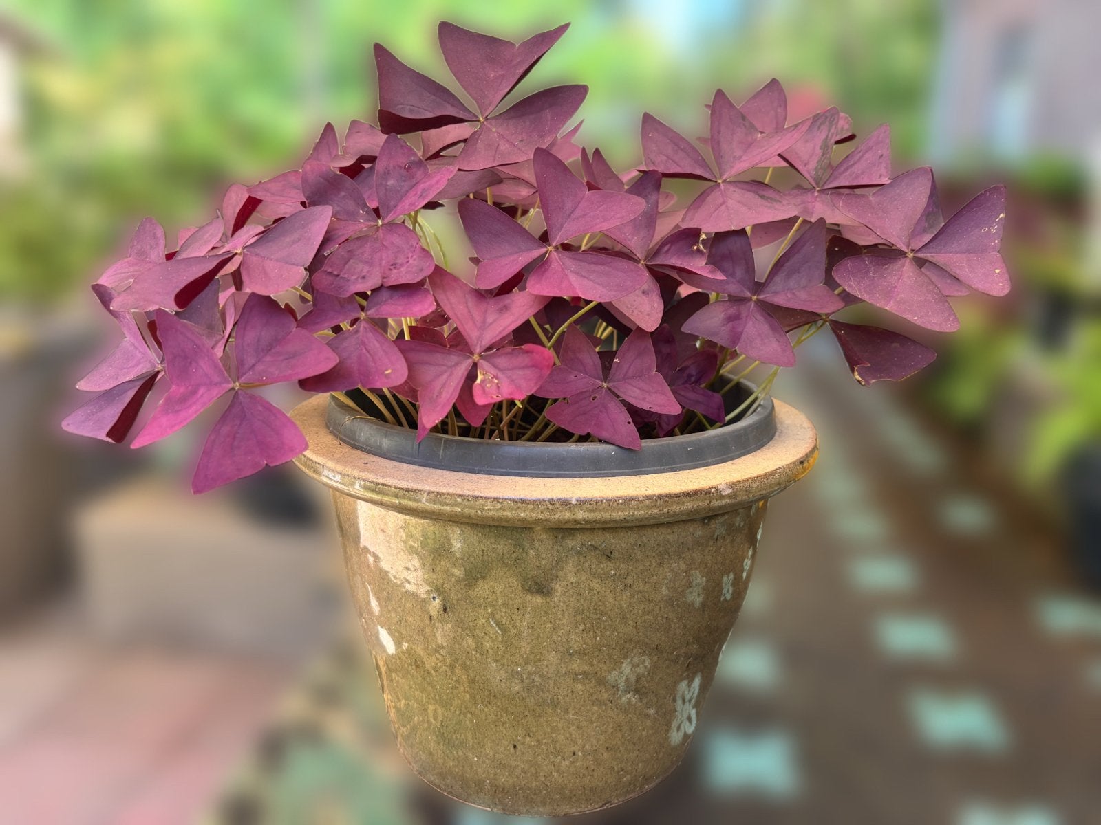 Oxalis Triangularis - Klaverzuring (Paarse Klaver), Vaste plant, Halfschaduw, Lente, Ophalen