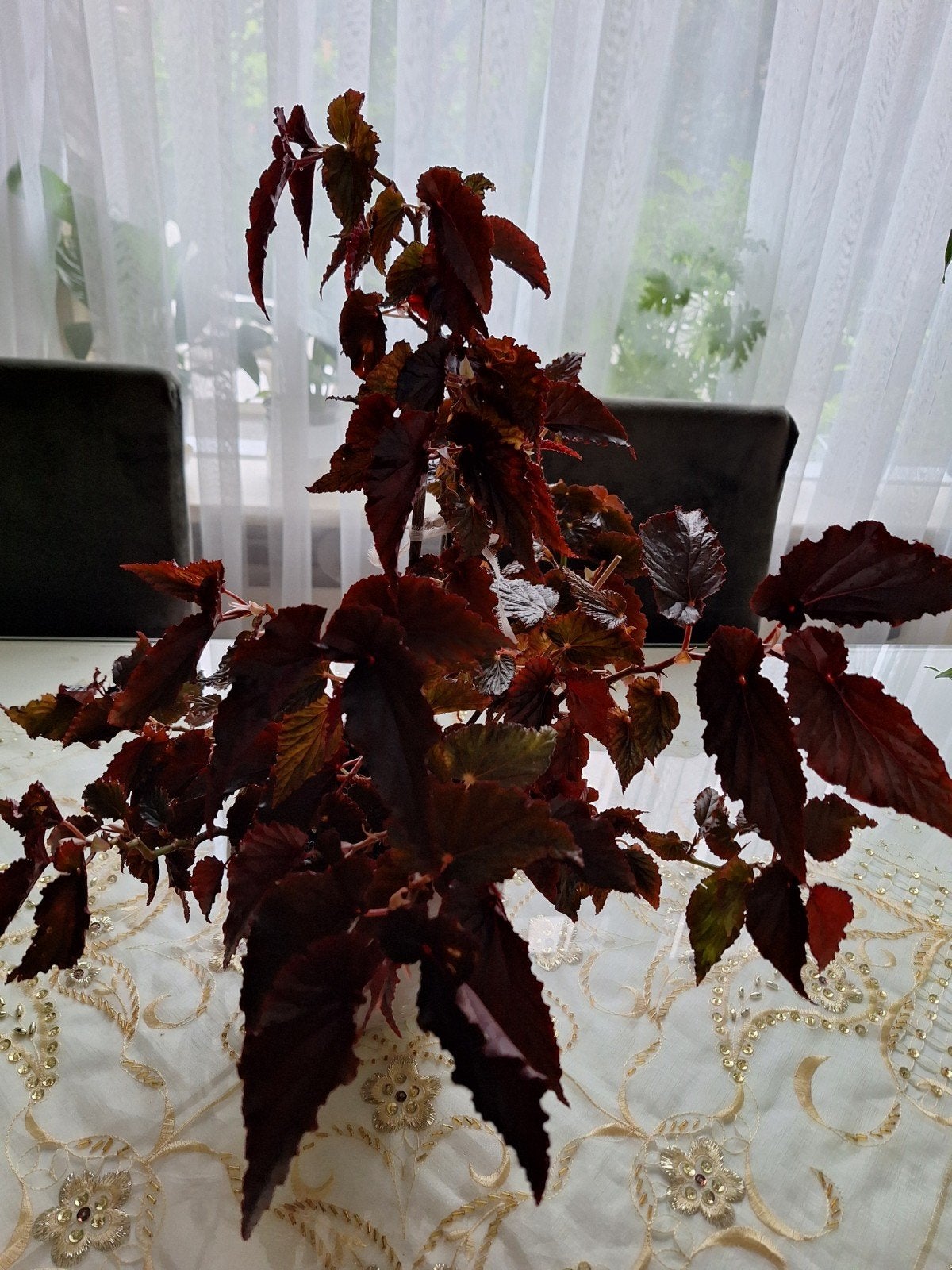 Prachtige Begonia  - Dieprode bladeren, Ophalen, Overige soorten, Volle zon