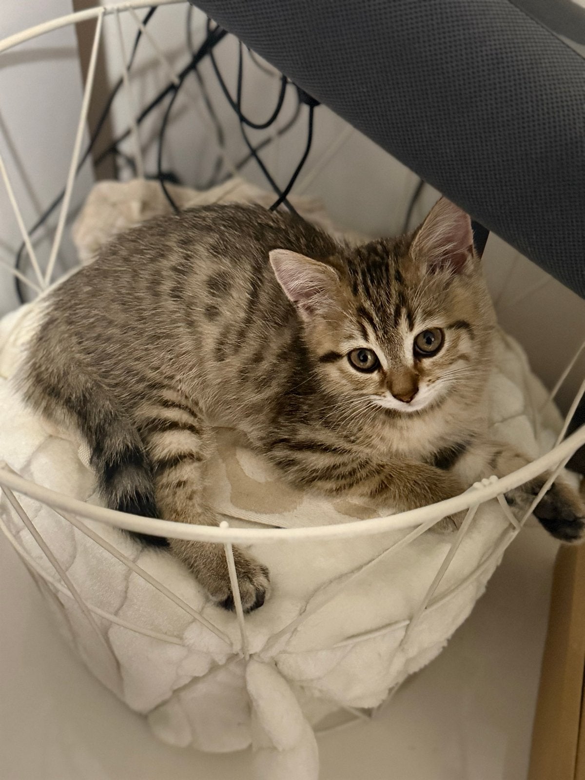 Kittens Russisch met bengaal, Dieren en Toebehoren, Meerdere dieren, Ontwormd, 0 tot 2 jaar