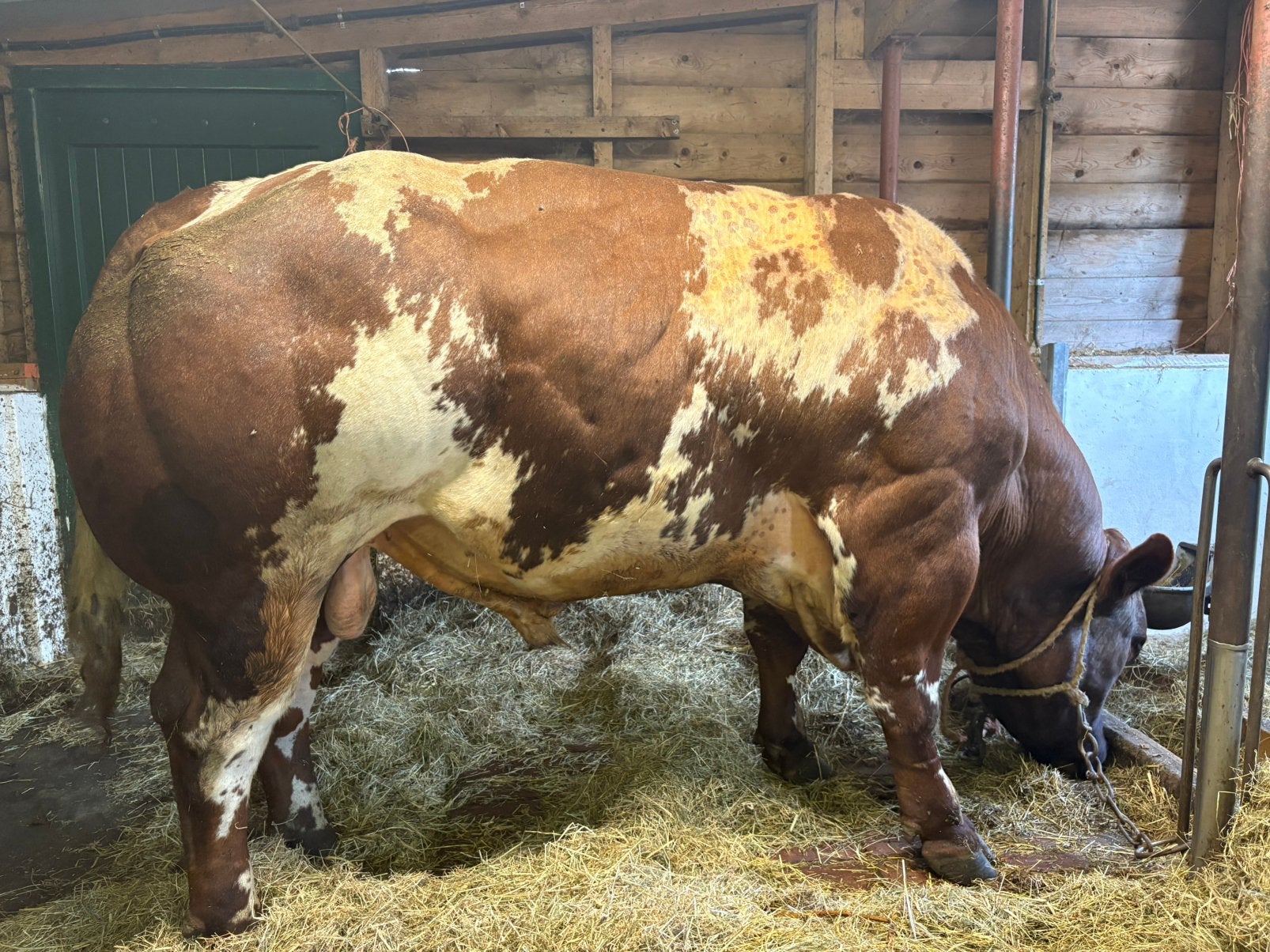 Mooie VRB dikbil stier 3 jaar (dekstier) stamboek, Meerdere dieren