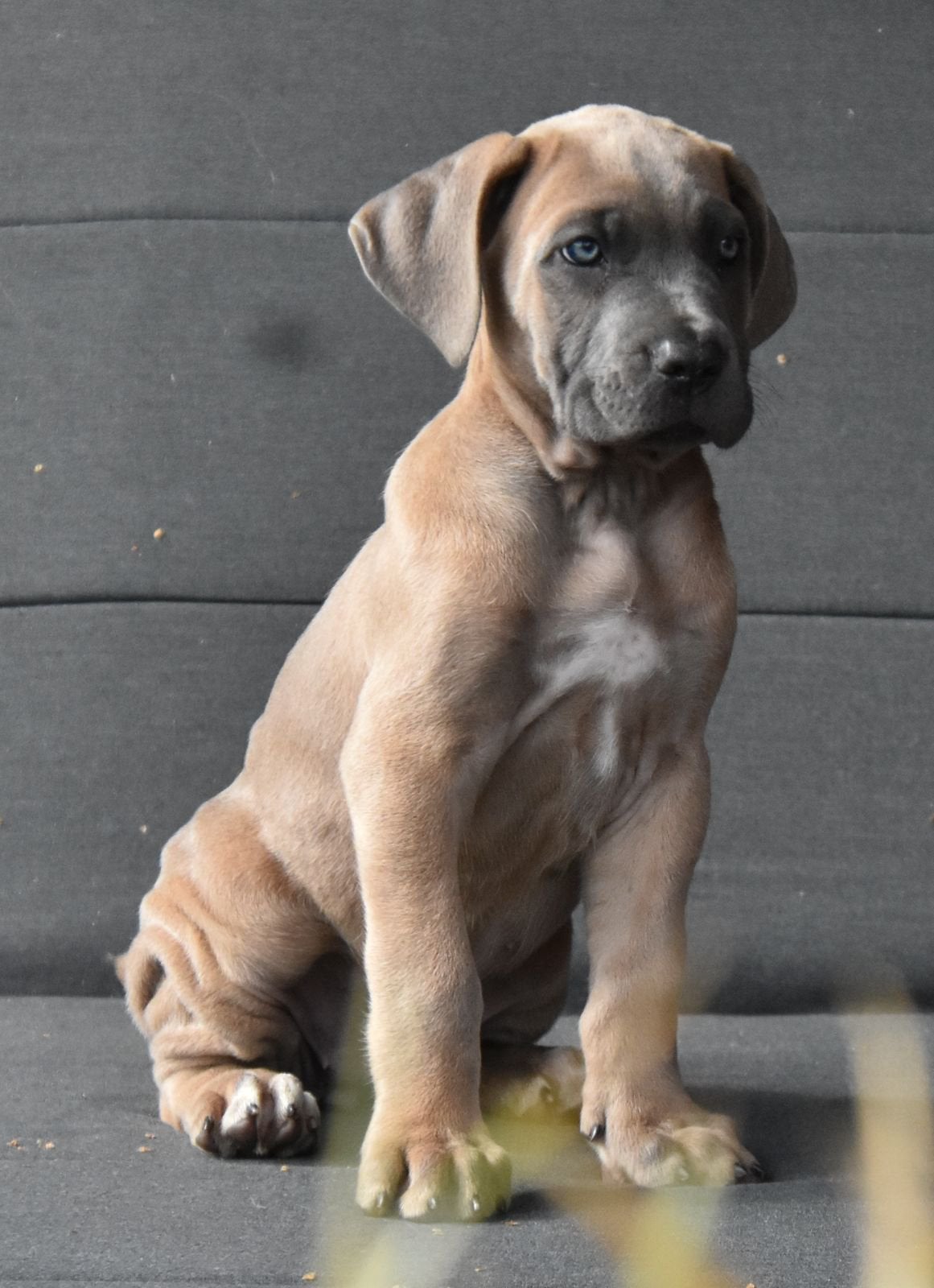 Mooie Rastypische Cane corso pup teefje beschikbaar, Nederland, Overige rassen, CDV (hondenziekte), 8 tot 15 weken