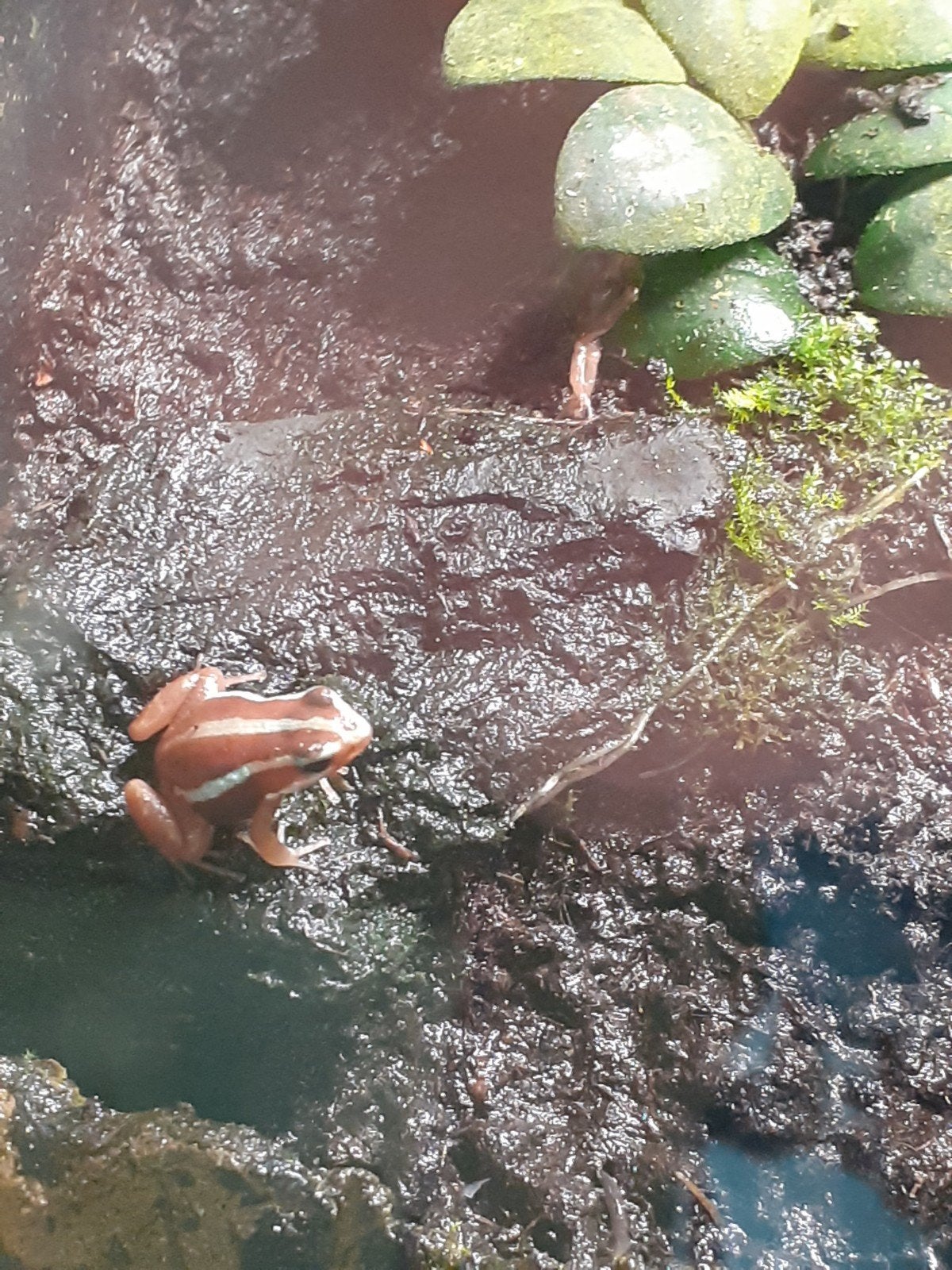 Te koop: Gifkikker Tricolors, Amfibie, 0 tot 2 jaar