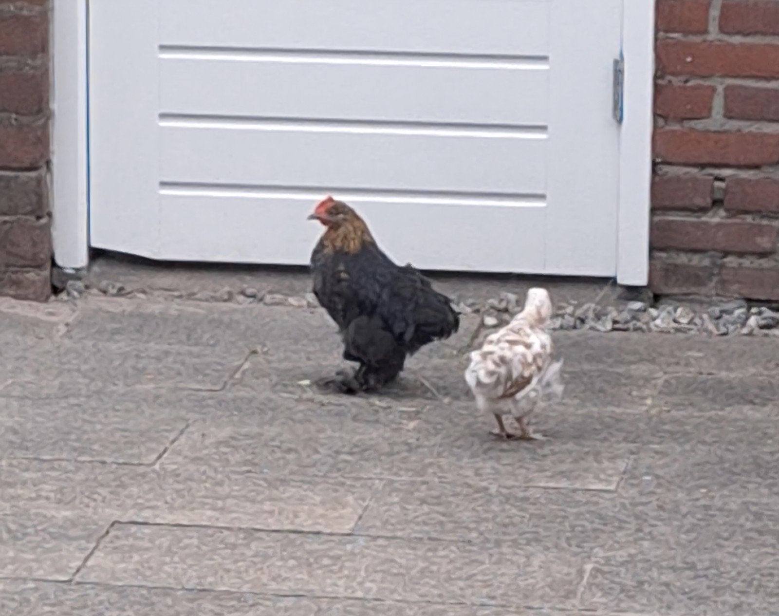 tamme krielhaan en hennetje zoeken goed huisje, Meerdere dieren, Kip