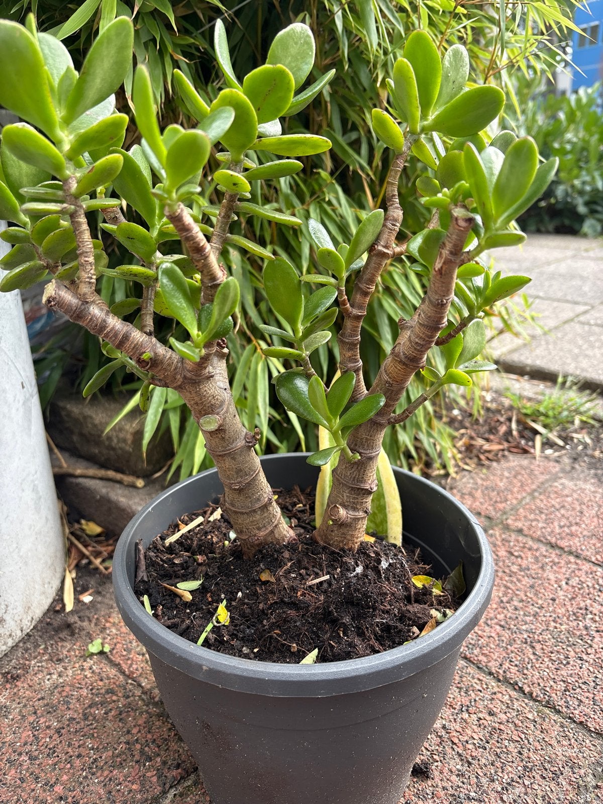 Mooie Crassula Ovata (Jadeplant) in pot, Tuin en Terras, Overige soorten, Volle zon, Vaste plant, Ophalen of Verzenden