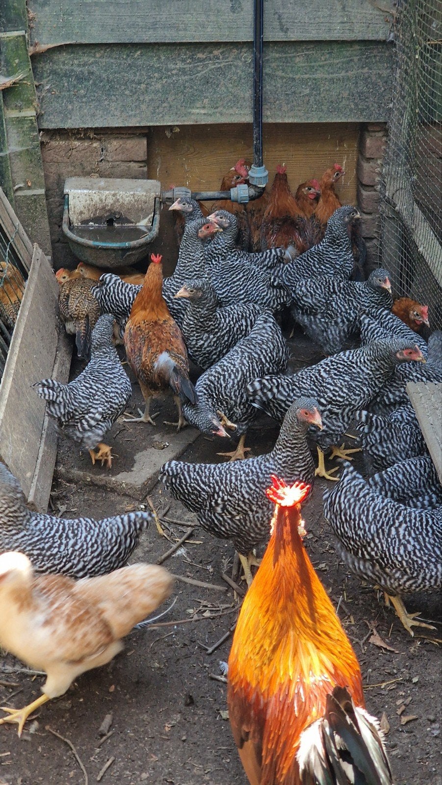 Amrock kriel 2026, Dieren en Toebehoren, Vrouwelijk, Kip