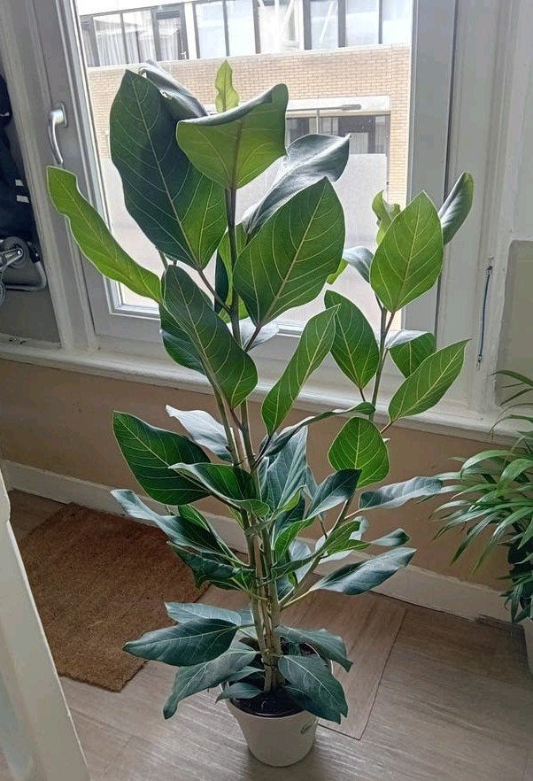 Kamerplant 150cm ficus benghalensis       evt in grotere pot, Huis en Inrichting, Kamerplanten, Ophalen, Ficus, Halfschaduw, In pot
