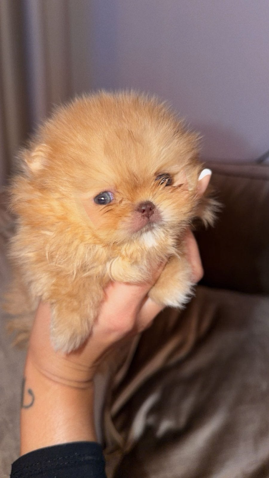 Pomeranian pup orange, Keeshond, 8 tot 15 weken, Meerdere dieren, Eén hond