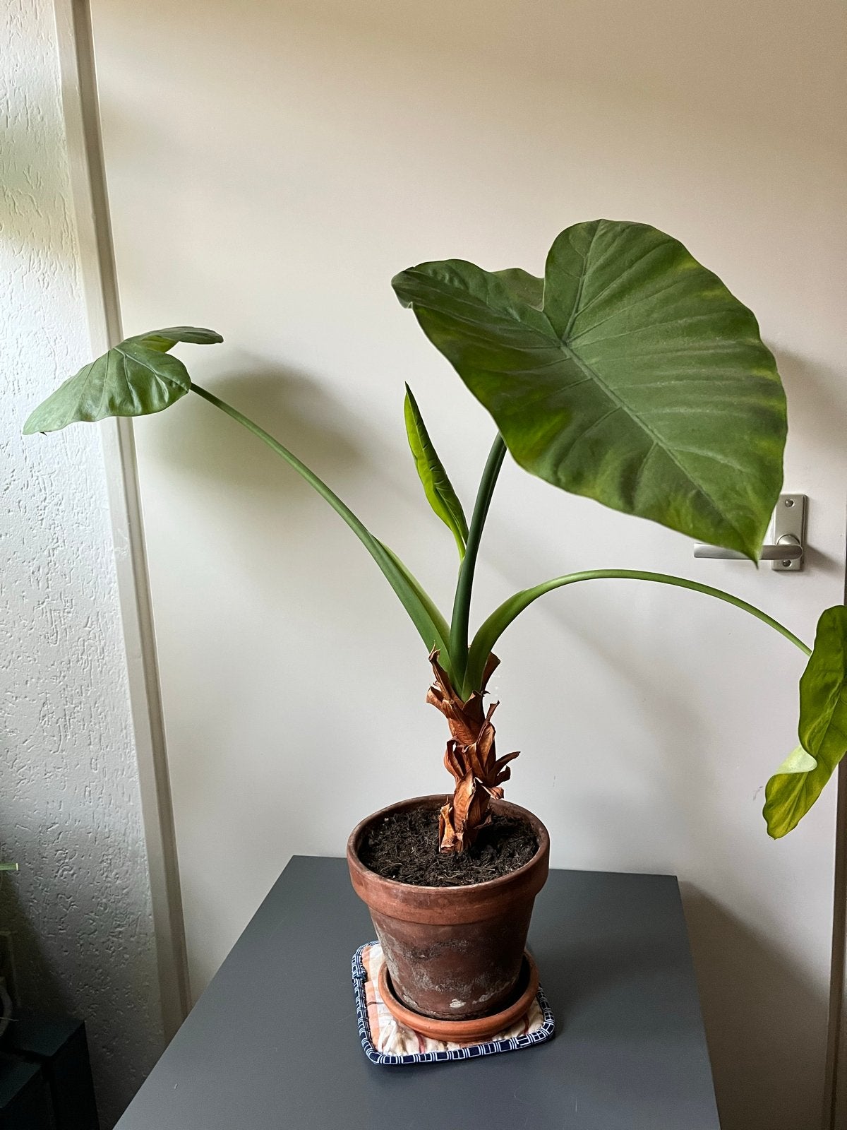 Alocasia kamerplant 50cm, Ophalen, Overige soorten, Halfschaduw, In pot