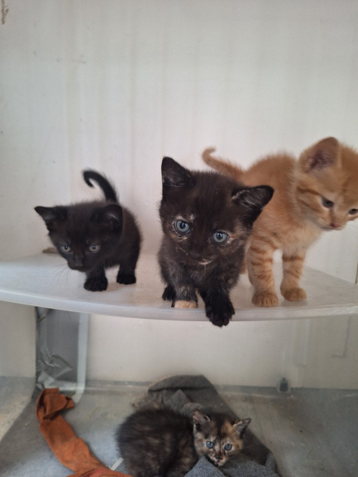 Kittens te koop, Poes, Kortharig, 0 tot 2 jaar