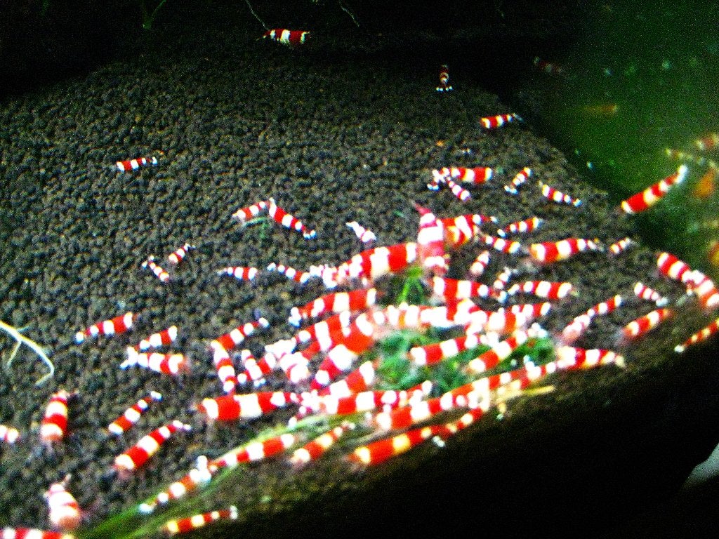 Crystal red garnalen super kwaliteit  nu 1,50 ook verzenden, Dieren en Toebehoren, Vissen | Aquariumvissen, Kreeft, Krab of Garnaal