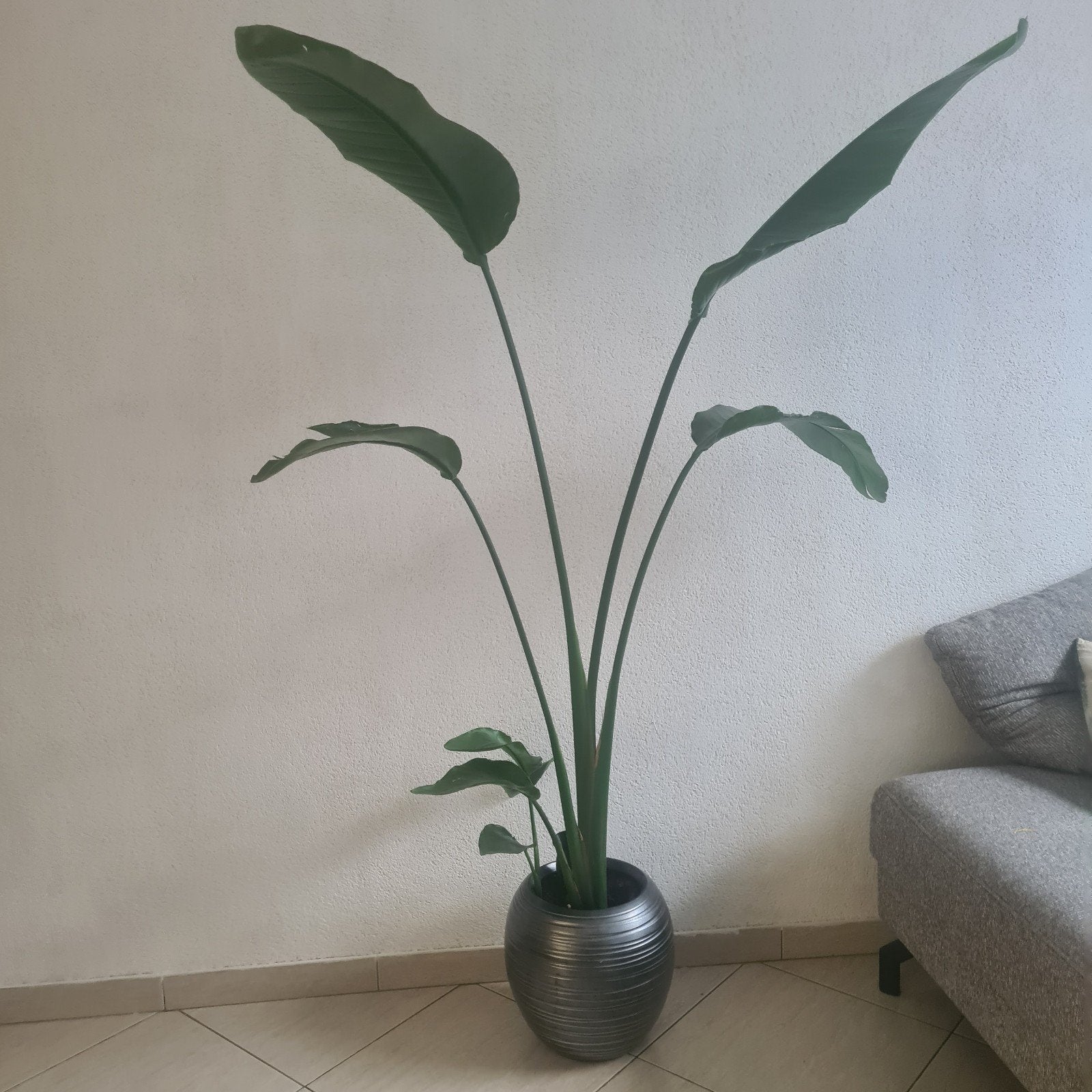 Grote echt Strelitzia ) 1.60 cm, Binnen, Groen, Onderhoudsvrij, Ophalen of Verzenden