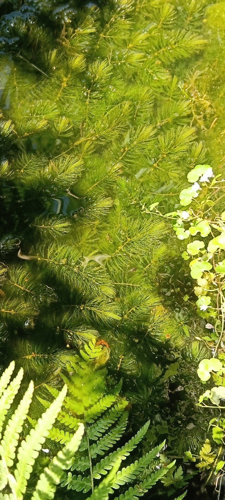 Zuurstofplanten vijver planten  waterplanten Ceratophyllum, Ophalen, Overige typen